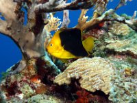 Rock Beauty Caribbean Sea